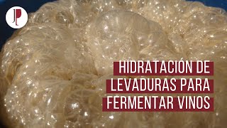 Hidratación de levaduras para fermentar vinos [upl. by Eelesor586]