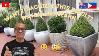 How To Trim Shrubs to Create Cone Shape Topiaries Japanese Buxus or Boxwood in Style [upl. by Donahoe158]