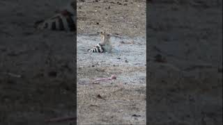 TeamLeip Qatar Eurasian Hoopoe on a Nest teamleip travel birds qatar [upl. by Ahsets]