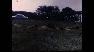 Family Visit To Stapleford Lion Reserve 1968 [upl. by Meeharb353]