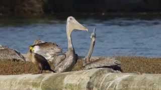 Brown Pelican Bonding Behavior with Cormorant Commentary [upl. by Annaiek]