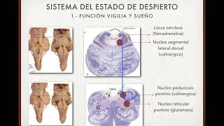 FORMACION RETICULAR [upl. by Freya576]