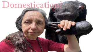 Do Animals Domesticate Themselves [upl. by Matthieu825]