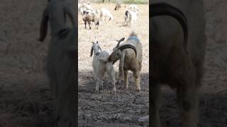 The forest goats trying baby planning shourtvedio youtube iconic animals [upl. by Eltsyrc]