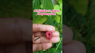 Raspberry plant shorts song [upl. by Elok]