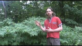 Invasive Plant Medicine Japanese Knotweed [upl. by Engis]