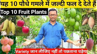 यह 10 फलदार पौधे गमले में जल्दी फल दे देते हैं  Top 10 Fruit Plants For Rooftop Garden  Variety [upl. by Ativel315]