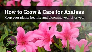 How to Grow amp Care for Azaleas  Keep Your Plants Healthy amp Blooming Year After Year [upl. by Tserrof]