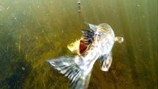 Fishing pike attack Cannibal Shad lure underwater Рыбалка на силикон атака щуки под водой [upl. by Tahpos]