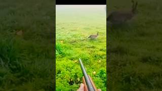 TIR DE LIEVRE chasse 2024 nature chasseur [upl. by Tori989]