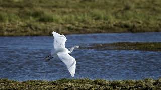 Little Egrets at Cuckmere Haven [upl. by Elleda290]