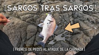 EP18 • SARGOSCHITAS XL  PESCA JUNTO A CARLOS ALBALLAY  PRIMERA VEZ CAPTURANDO ESTA ESPECIE [upl. by Athene360]