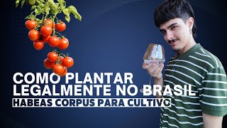 Como conseguir um habeas corpus para cultivo medicinal [upl. by Mycah131]