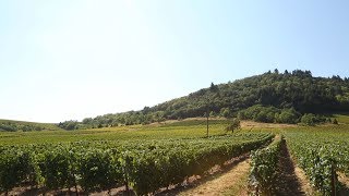 Reportage Vignobles Beaujolais [upl. by Aimee583]