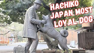 Japan Most Loyal Dog  The Story Of Hachiko [upl. by Lorenzana]