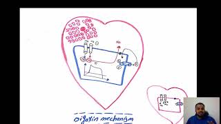 Digoxin mechanism Dr Hamdy [upl. by Fiske]