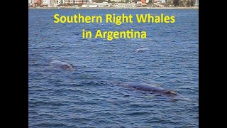 Southern Right Whales in Puerto Madryn Argentina [upl. by Daughtry]