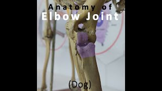 Elbow Joint of Dog  Veterinary Anatomy  Dog Forelimb [upl. by Rehpotsirahc]