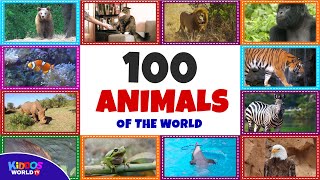 100 Animals of the World  Learning the Different Names and Sounds of the Animal Kingdom [upl. by Peddada]