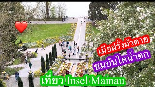 Insel Mainau ดอกทิวลิป2Kapi655 [upl. by Aidnama]