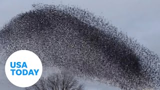 Mesmerizing starling formation move in unison through the sky  USA TODAY [upl. by Cassi]