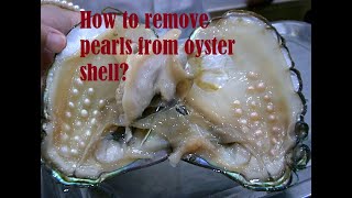 Proseso sa pag tangal ng Perlas sa Talaba Removing pearls from it shell [upl. by Sremlahc916]