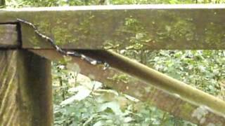 Hammerhead flatworm in Malaysia [upl. by Imac873]