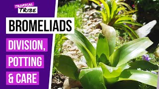 How to propagate Bromeliads  Cold hardy outdoor Bromeliads [upl. by Lihkin929]