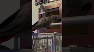 Parrot Barking Like A Dog African Grey Sounds [upl. by Ojiram]