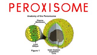 Peroxisomes  structure and function of peroxisomes [upl. by Benisch]