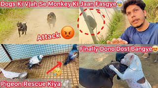 Khet Mai Achanak Dogs K Samne Monkey Aagya😰Dogs Attack😡Pigeon Rescue Kiya Udta Hua🕊️Jora Coco Dost🔥 [upl. by Anayi465]