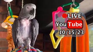 🔴🐦Einstein Parrot LIVE 10152023 [upl. by Quinlan]