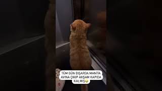 Komşu kedisi 😻 cat kediaski catlovers10m kedi 🎥pisikolata [upl. by Nytsirc]