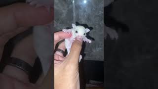 Sugar glider leucistic baby lucu sugarglider jualhewan shortviral [upl. by Onibag]