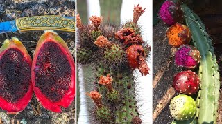 10 Cactos que Produzem FRUTOS Comestíveis Mais DIFERENTES e INCRÍVEIS [upl. by Kerat]