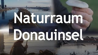 Naturraum Donauinsel  Dokumentation [upl. by Ayekehs]