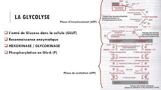 Cours Métabolisme glucidique  La Glycolyse [upl. by Vania]