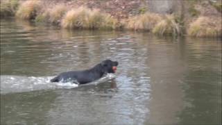 Connivence  Élevage de labrador pour la chasse Labradors de lignées de travail [upl. by Shepp819]