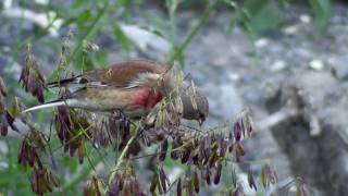 Linotte melodieuse  Carduelis cannabina [upl. by Tiat]