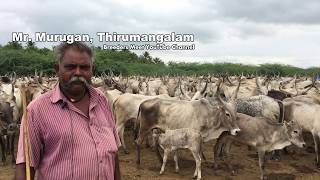 15 குடும்பங்களை வாழ வைக்கும் சுத்தமான நாட்டு மாடுகள்  Pulikulam Cattle breed [upl. by Uund]