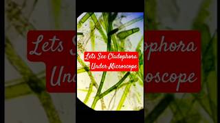 Lets See Cladophora under microscope [upl. by Mcgrody]