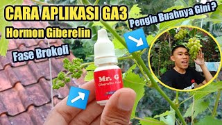 Cara Aplikasi GA3 ‼️ Hormon Giberelin Pada Anggur Agar Buahnya Gede amp Panjang❗❗🍇 [upl. by Suirtemed439]