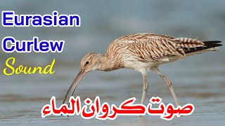 صوت كروان الماء  Eurasian Curlew Sound [upl. by Efram]