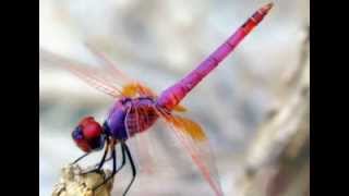 Dragonfly Dream Mix [upl. by Imik]