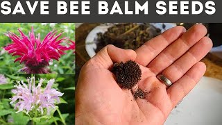 How to Save Bee Balm Seeds Monarda [upl. by Enattirb803]