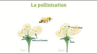 Le Secret des insectes pollinisateurs et de la Pollinisation pour Enfants [upl. by Danaher109]