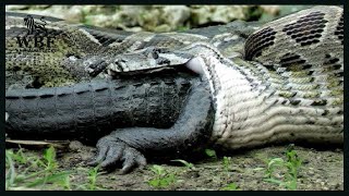 Insane Moments of Hungry Crocodiles Hunting Giant Pythons The Unexpected Outcome  Animal Attacks [upl. by Spalding]