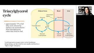 Lecture 29  Triacylglycerol Cycle [upl. by Nitsuga]