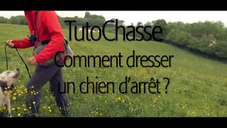 TutoChasse Dressage dun chien darrêt [upl. by Esahc]