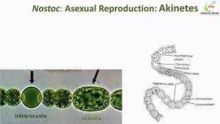 Nostoc ReproductionEconomic Importance of NostocSystematic position of NostocNostoc [upl. by Llerrit977]